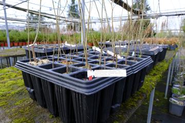 Bandeja con plantones de Olmos (Ulmus minor)